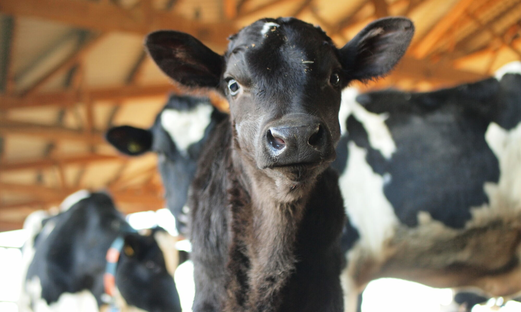 Niederfelder Bauernhof Neuried